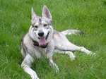 Utonagan dog on the grass