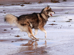 Utonagan dog on the seaside