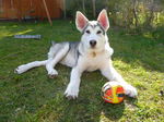 Utonagan dog with his toy