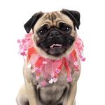 Valentine Pug dog