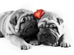 Valentine Shar Pei dogs