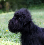 Very cute Affenpinscher