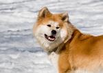 Very cute Akita Inu Dakota