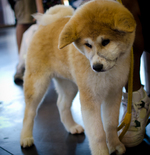 Very cute Akita Inu dog