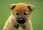 Very cute American Akita