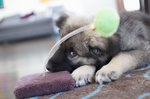 Very cute American Alsatian puppy