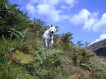 Very friendly Canaan Dog