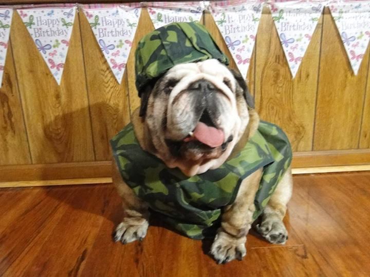 Veterans Day Bulldog фото