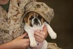 Veterans Day Bulldog with his owner