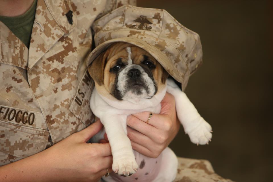 Veterans Day Bulldog with his owner фото