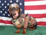 Veterans Day Dachshund portrait