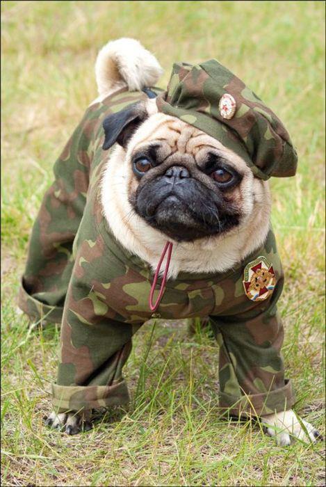 Veterns Day Pug photo and wallpaper