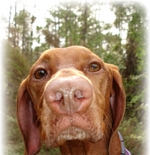 Vizsla dog face