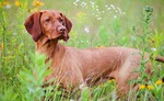 Vizsla dog