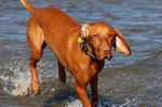 Vizsla in the water