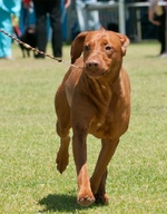 Vizsla on the dog show