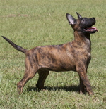 Waggish Dutch Shepherd puppy