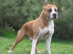 Walking American Staffordshire Terrier