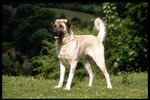 Walking Anatolian Shepherd Dog 