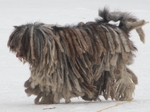 Walking Bergamasco Shepherd dog