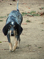 Walking Bleu de Gascogne Petit dog