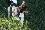 Walking Brazilian Terrier on the grass