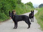 Walking Cierny Sery dogs