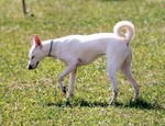 Walking Cretan Hound dog