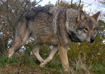 Walking Czechoslovak Wolfdog 