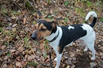 Walking Danish Swedish Farmdog