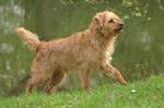 Walking Dutch Smoushond dog