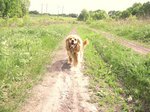 Walking English Cocker Spaniel dog