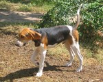 Walking English Foxhound dog