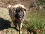 Walking Estrela Mountain dog 