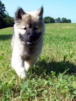 Walking Eurasier dog 