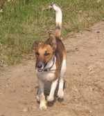 Walking Fox Terrier (Smooth) dog