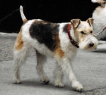 Walking Fox Terrier,Wire dog