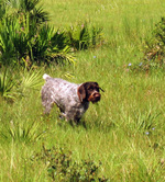 Walking German Wirehaired Pointer dog