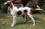 Walking Irish Red and White Setter dog