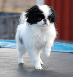 Walking Japanese Chin dog 