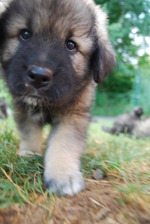 Walking Karst Shepherd puppy