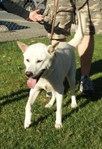 Walking Kishu dog