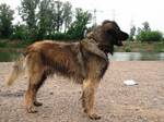 Walking Leonberger dog 