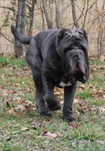 Walking Neapolitan Mastiff puppy