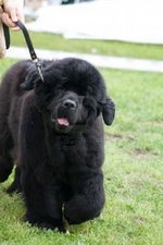  Walking Newfoundland