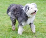 Walking Old English Sheepdog 