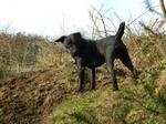 Walking Patterdale Terrier dog