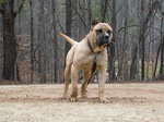 Walking Perro de Presa Canario