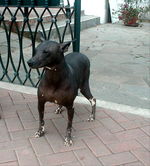 Walking Peruvian Hairless Dog