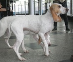 Walking Porcelaine dog 